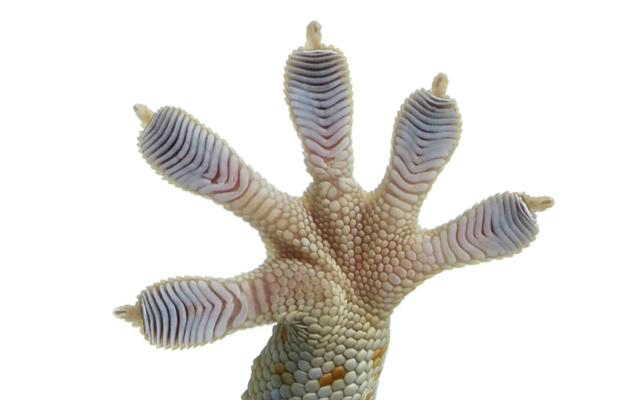 Gecko o lagartija - Estructura de sus dedos
