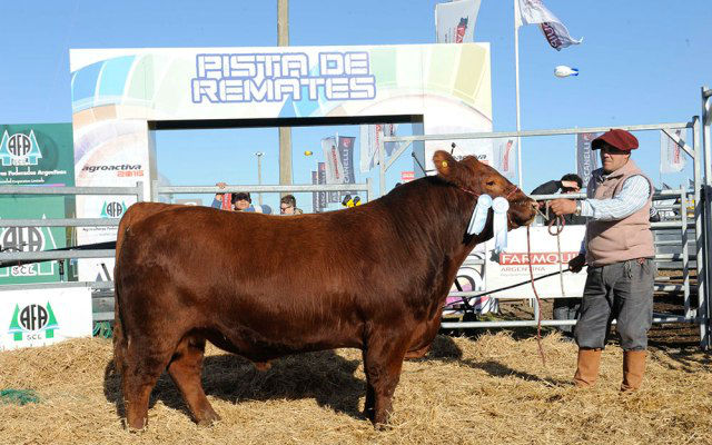 Agroactiva 2017 - Muestra ganadería y granja